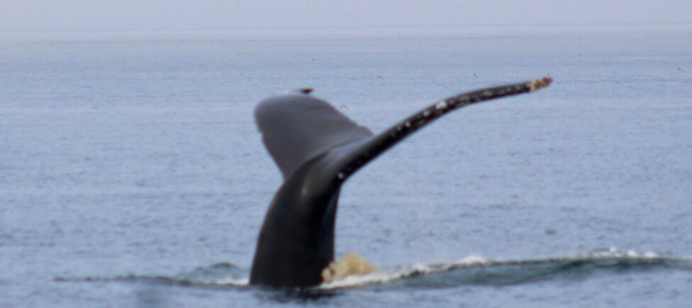 Adventure Bay Whale Watch Co.景点图片