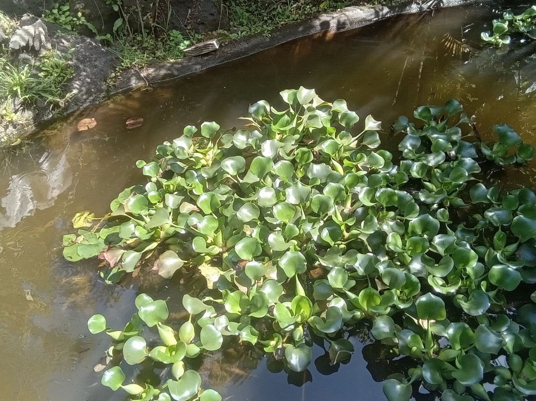 Jardin Tau Kiani Rapa Nui-安加罗阿必去景点