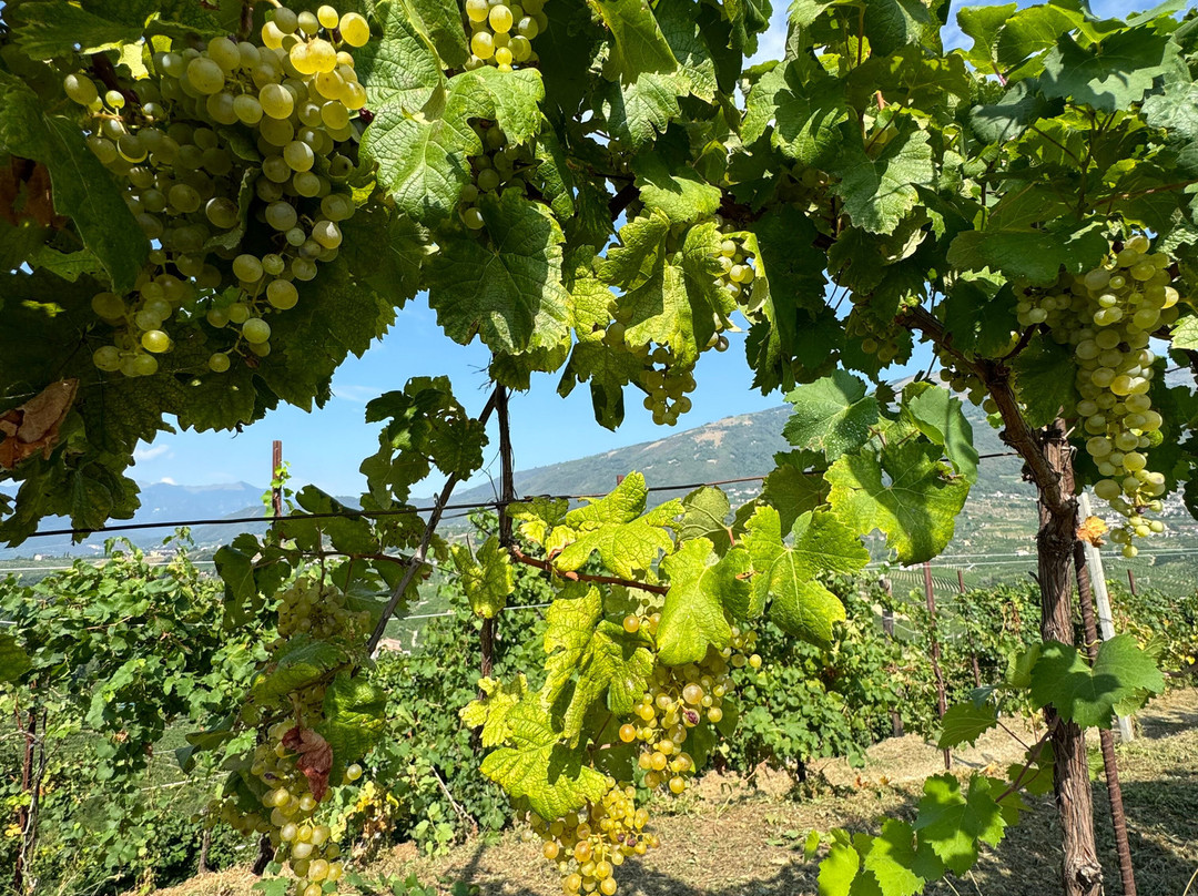 Col del lupo - Produzione e Degustazione Valdobbiadene Prosecco DOCG景点图片