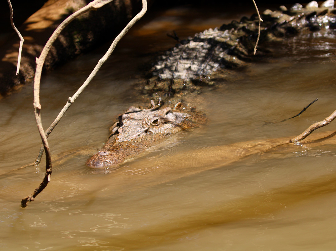 Daintree Crocodile Tours-Daintree必去景点