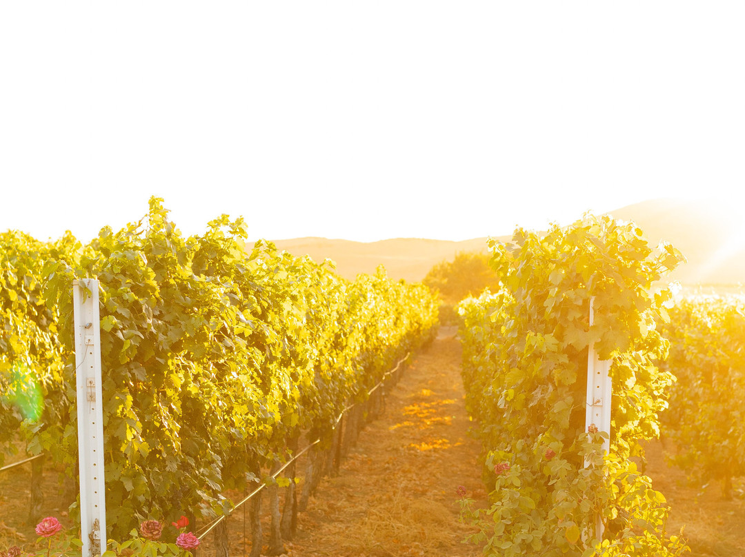 Doffo Winery-特曼库拉必去景点