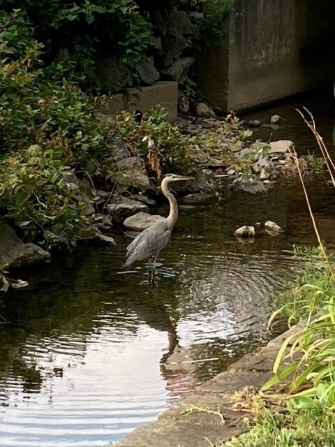 The Country Inn of Berkeley Springs主图