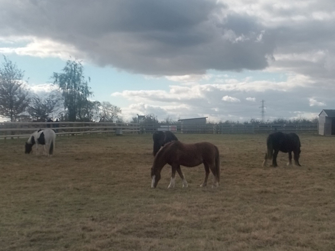 Bransby Horses-Bransby必去景点