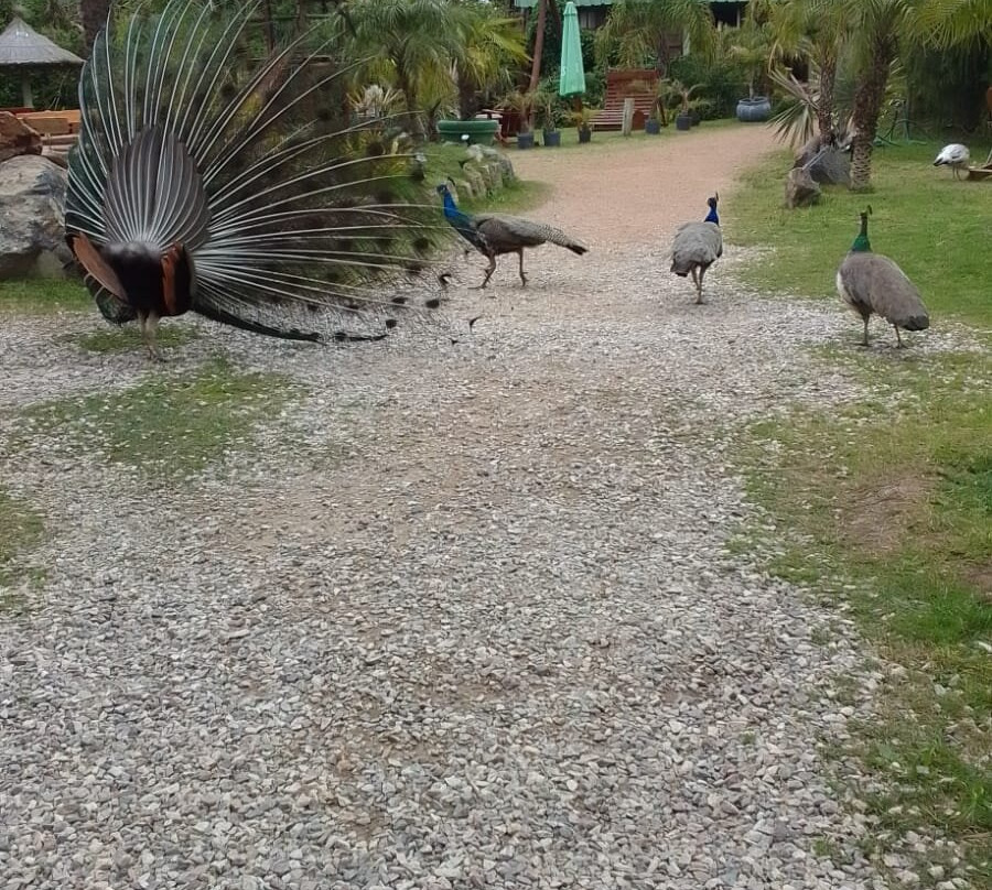 Dunas del Este主图