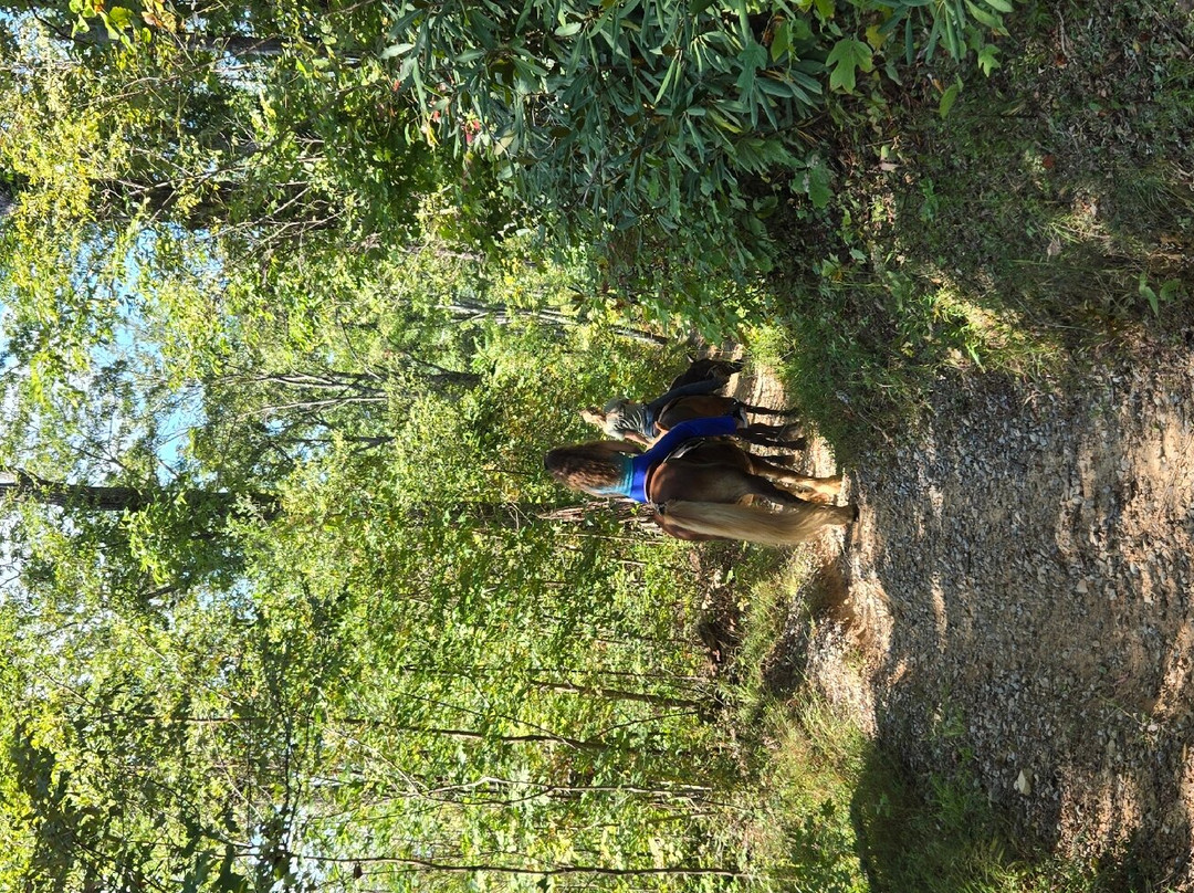 Sugarland Riding Stables-盖林柏格必去景点