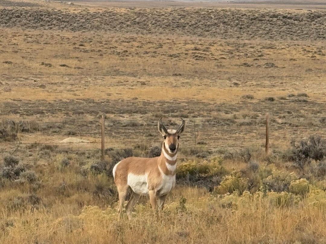 Wyoming Wild Horses-卡斯珀必去景点
