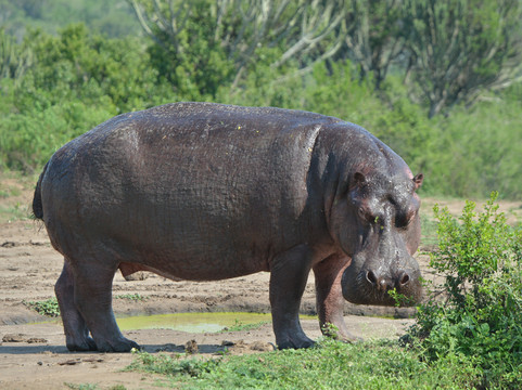 Kaizer Africa safaris-恩德培必去景点
