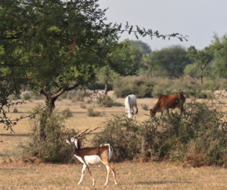 Tal Chhapar Black Buck Sanctuary-Sujangarh必去景点