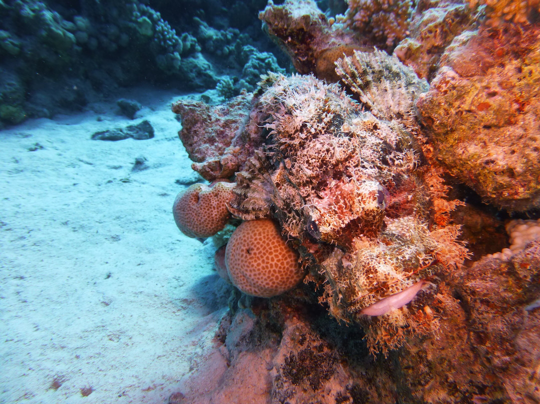 Blue Submarine Diving Center Safaga-Safaga必去景点