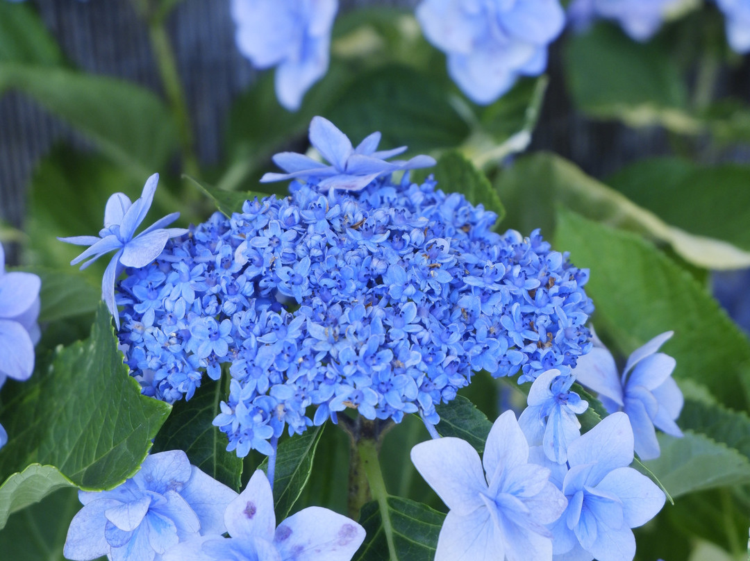 Hydrangeas Village Katahara Onsen-蒲郡港必去景点