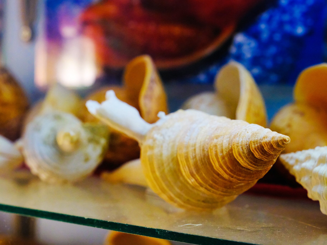 Griffiths' Sea Shell Museum & Marine Display景点图片