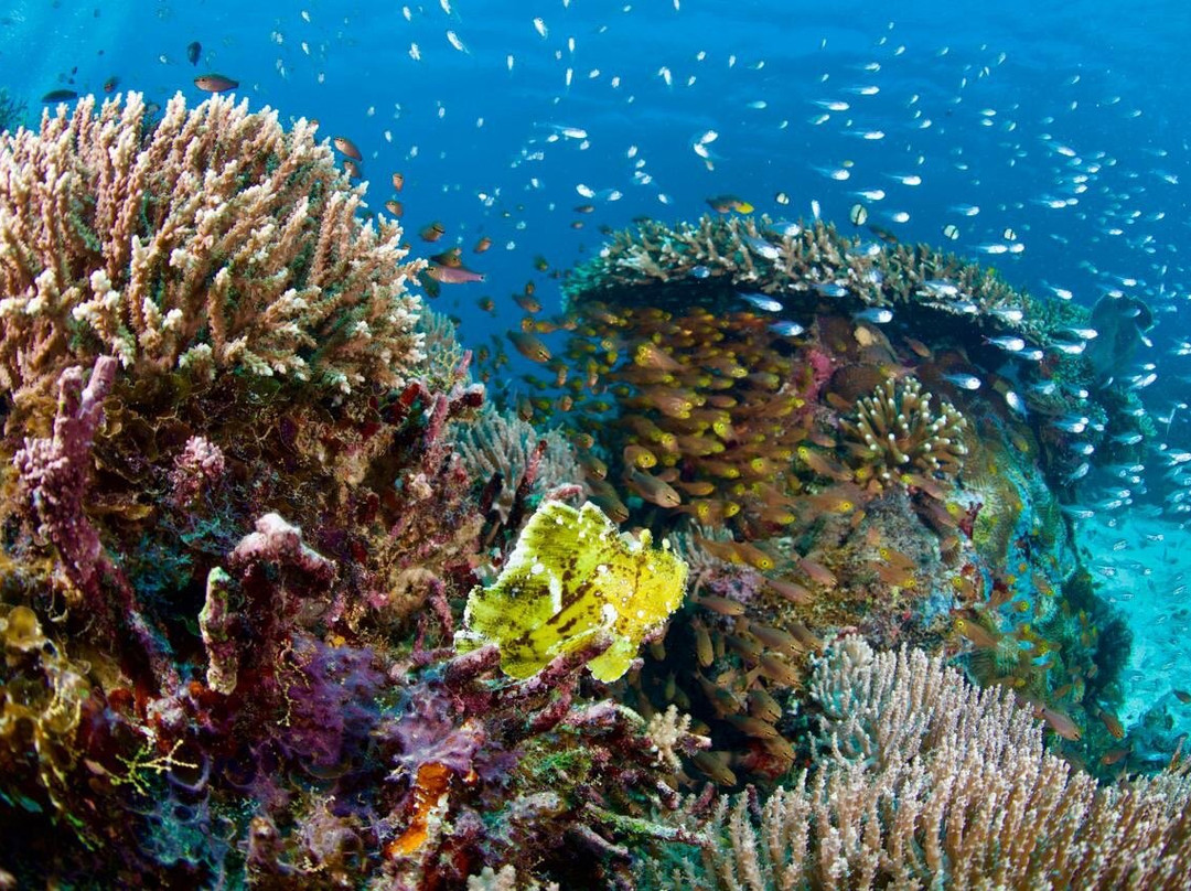 Wet Frog Divers-Labuan Bajo必去景点