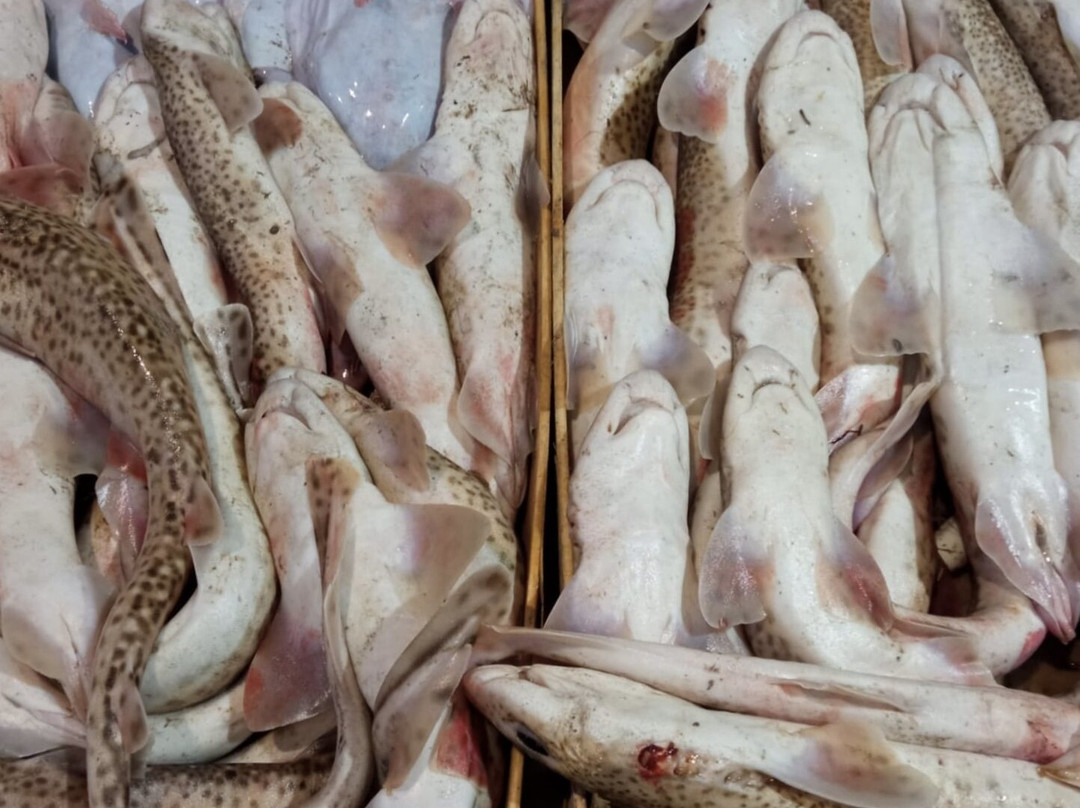 Chioggia Pesca - Mercato Ittico di Chioggia-基奥贾必去景点