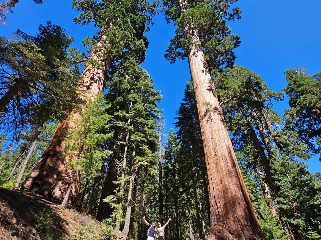 Mariposa Grove of Giant Sequoias景点图片