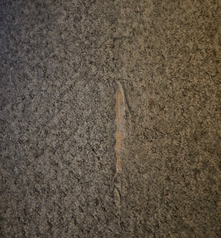 Maes Manor Hotel主图