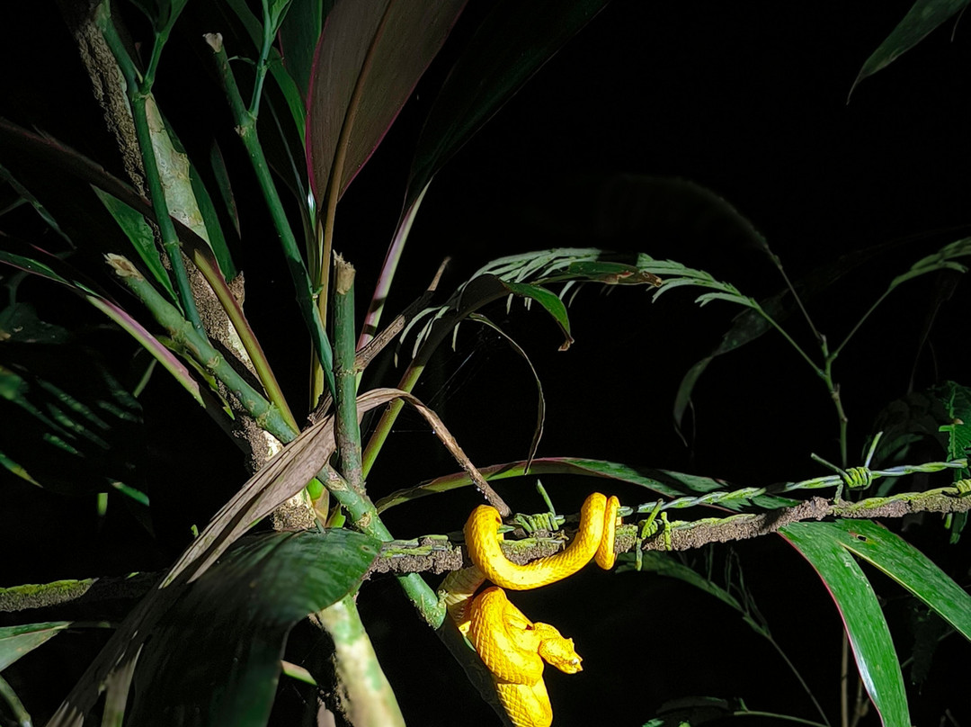 Jungle Night Walk景点图片