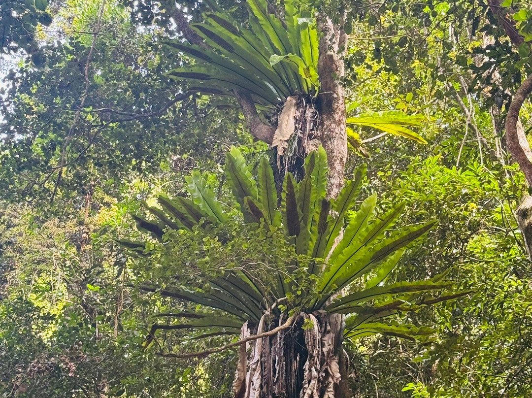 Red Cedar Falls Walk-Dorrigo必去景点