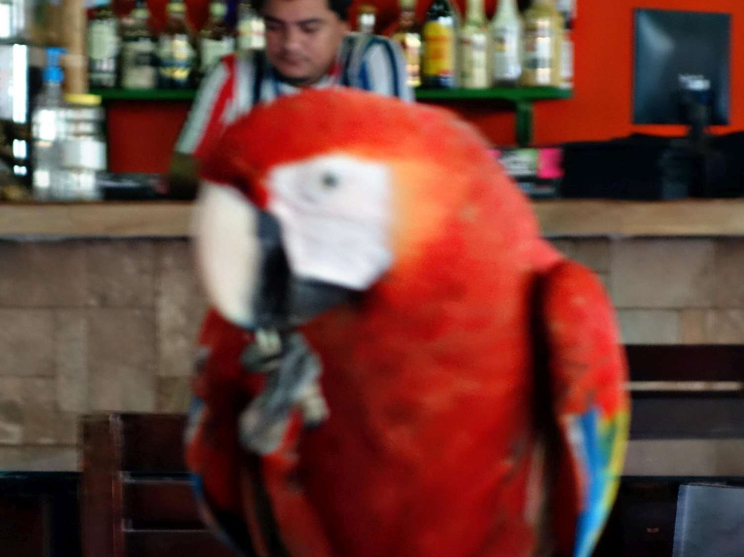 Jungla Maya Kanta Bar