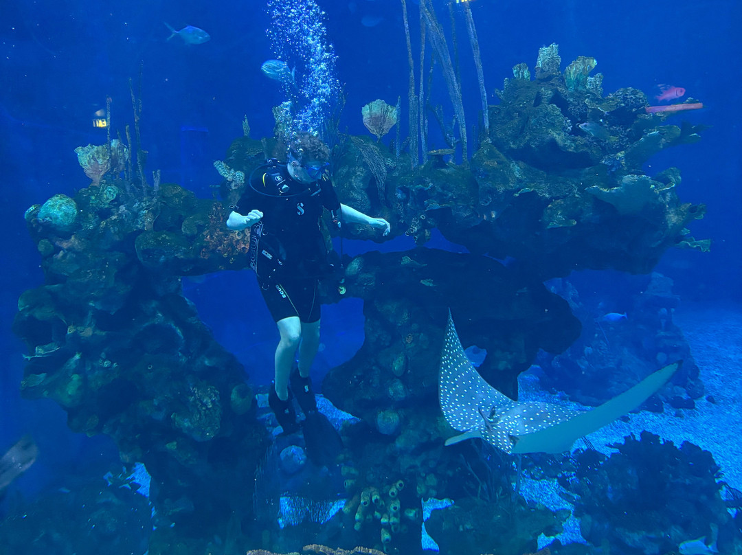 Epcot Divequest-奥兰多必去景点