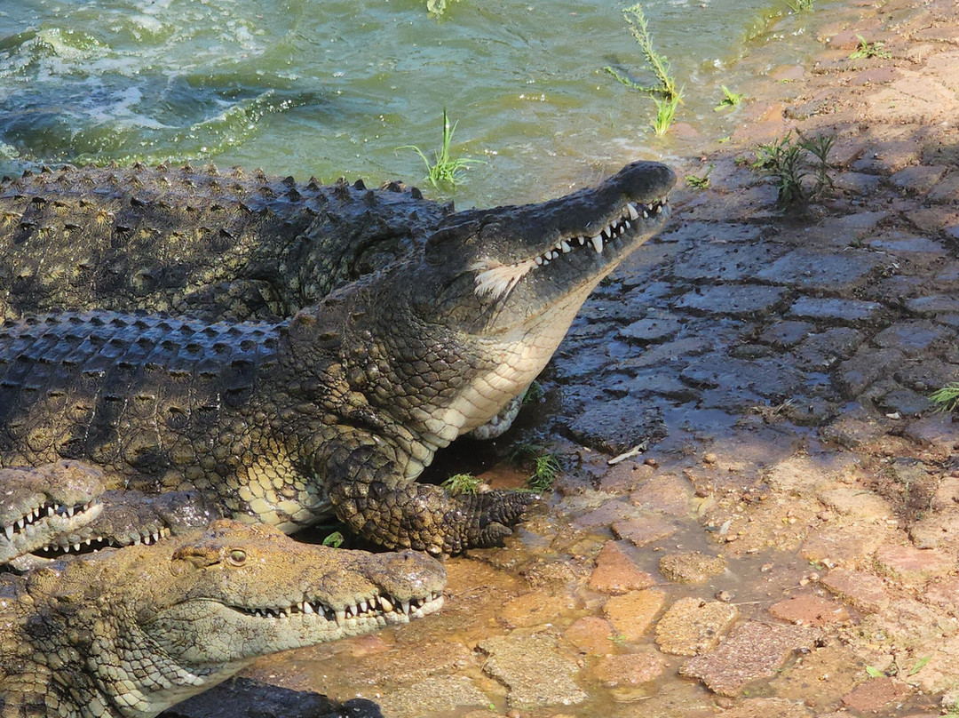 Agatha Crocodile Ranch-参宁必去景点