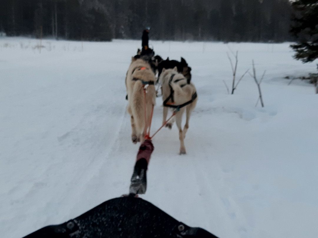 Chiens De Traîneaux Chamrousse-尚鲁斯必去景点