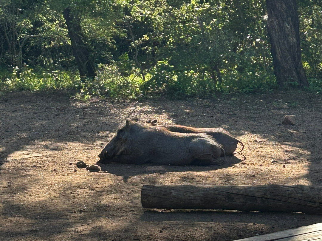 Khumbula Iafrica主图