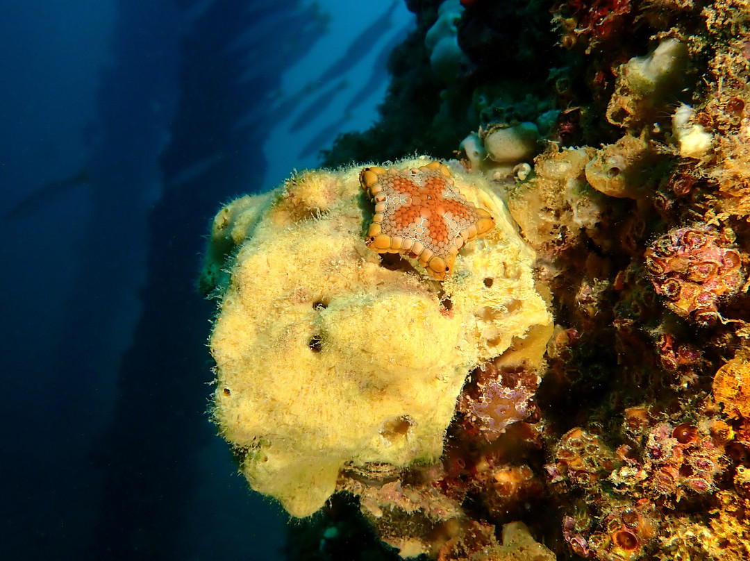 Sea Dragon Dive Lodge景点图片