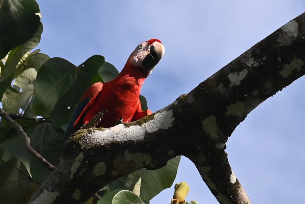 Cabinas Tropicales主图