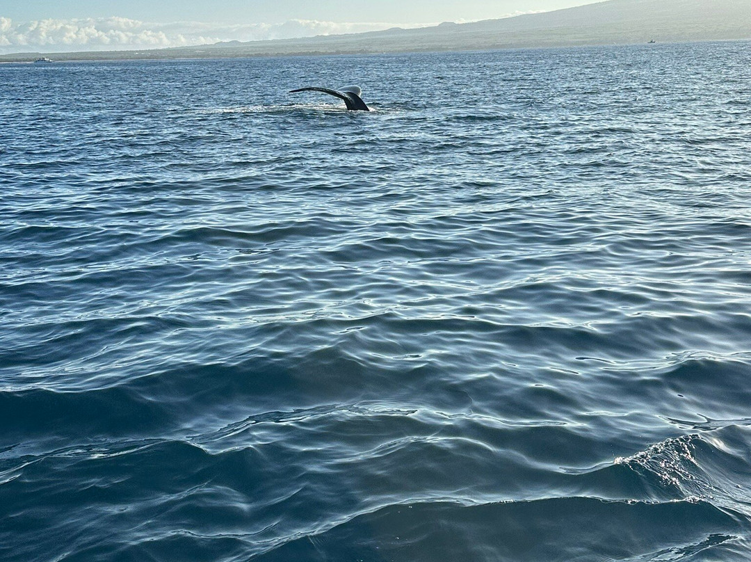 Maui Custom Charters-玛阿拉也亚必去景点
