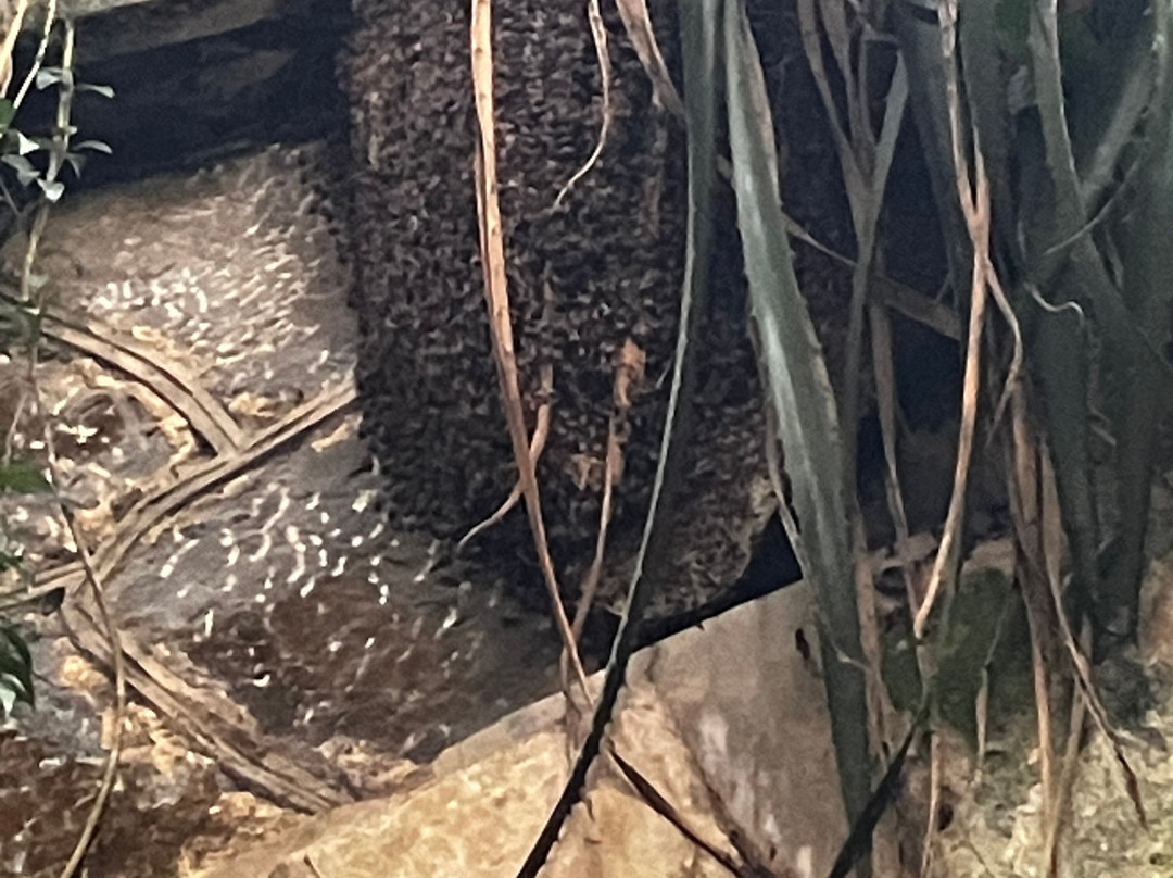 Túnel Guaniquilla-Cabo Rojo必去景点