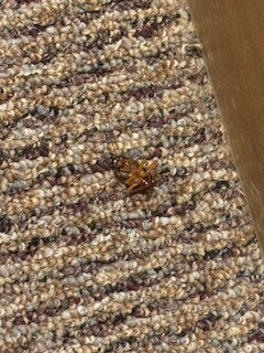 Lodge On The Desert主图