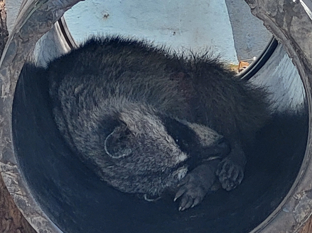 Iguanario Archundia-曼萨尼约必去景点