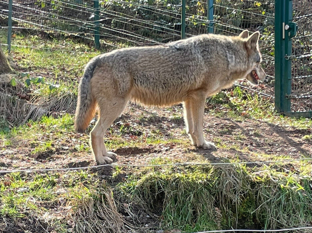 Alternativer Wolf- Und Barenpark Schwarzwald-Bad Rippoldsau-Schapbach必去景点