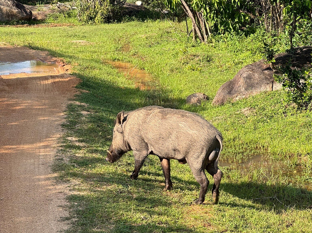 Ravi Safari Sri Lanka景点图片