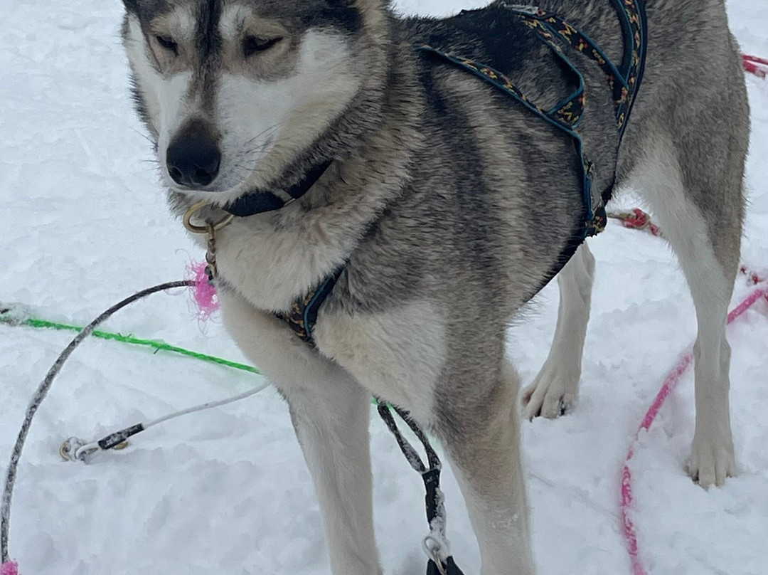 Trott Husky