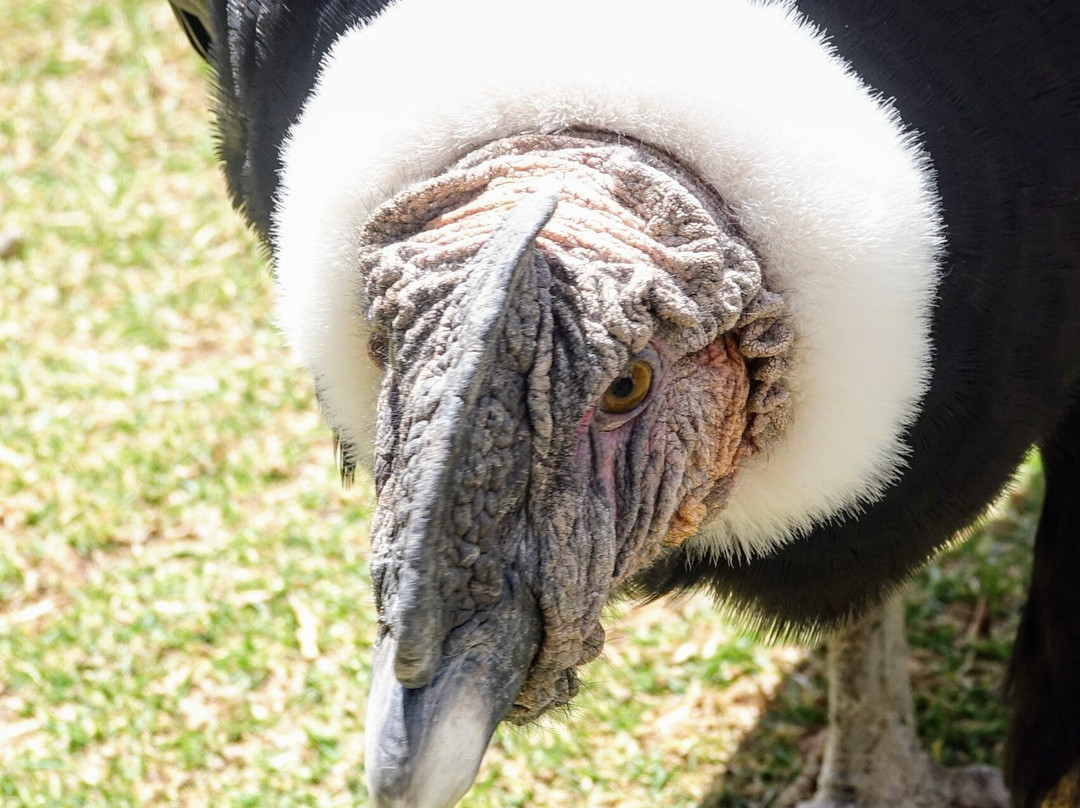 Cochahuasi Animal Sanctuary-库斯科必去景点