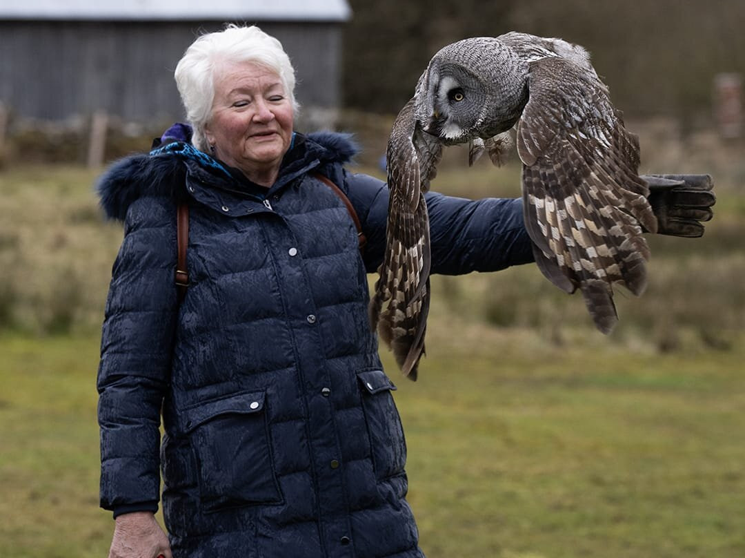 Falconry Days景点图片