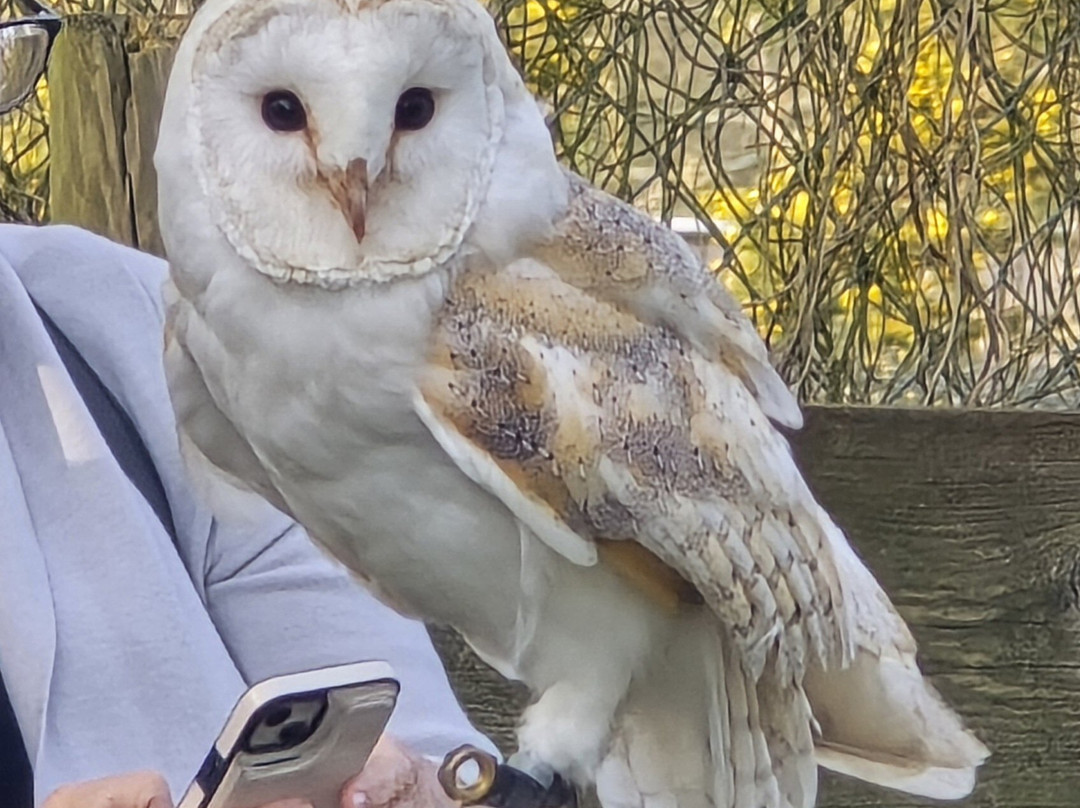 British Wildlife Centre景点图片