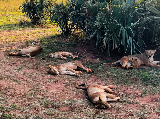 Wild Steps Safaris-恩德培必去景点
