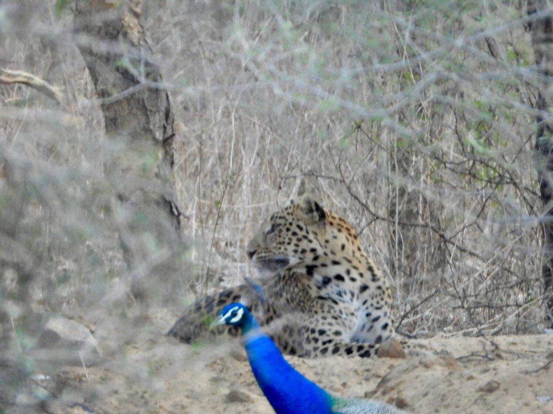 Jhalana Panther Safari景点图片