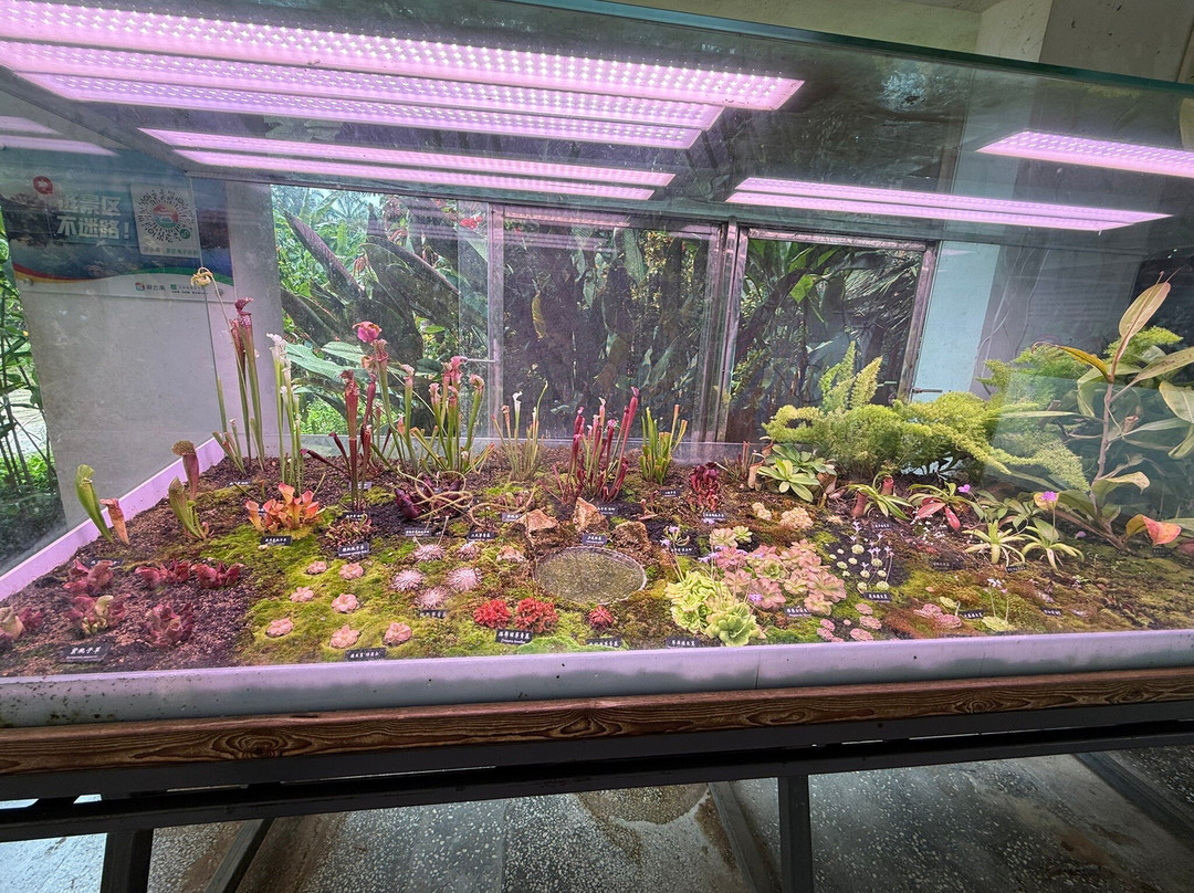 Xishuangbanna Tropical Botanical Gardens-勐腊县必去景点