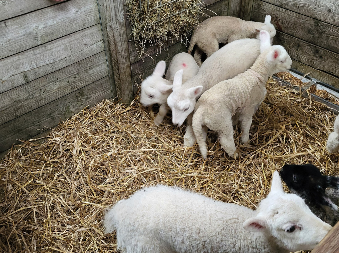 Kilmacolm Farm Tours-Cairncurran必去景点