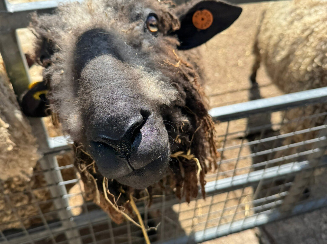 Croxteth Park Farm-利物浦必去景点