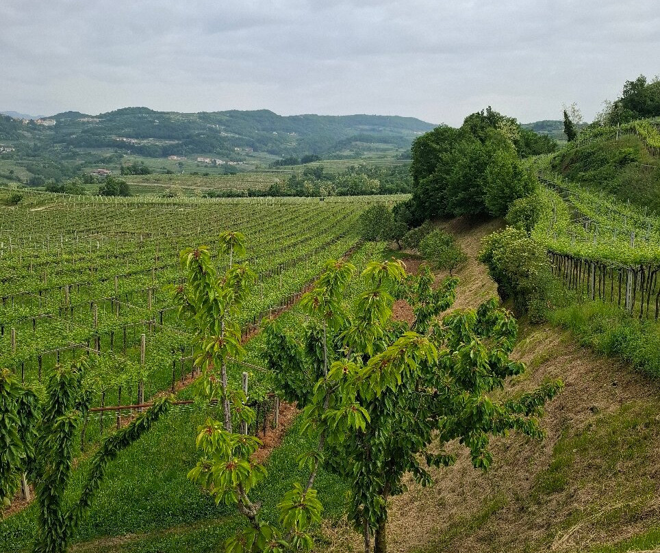 Le Bignele Winery景点图片