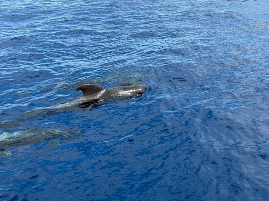 Bonita da Madeira-沙尔必去景点
