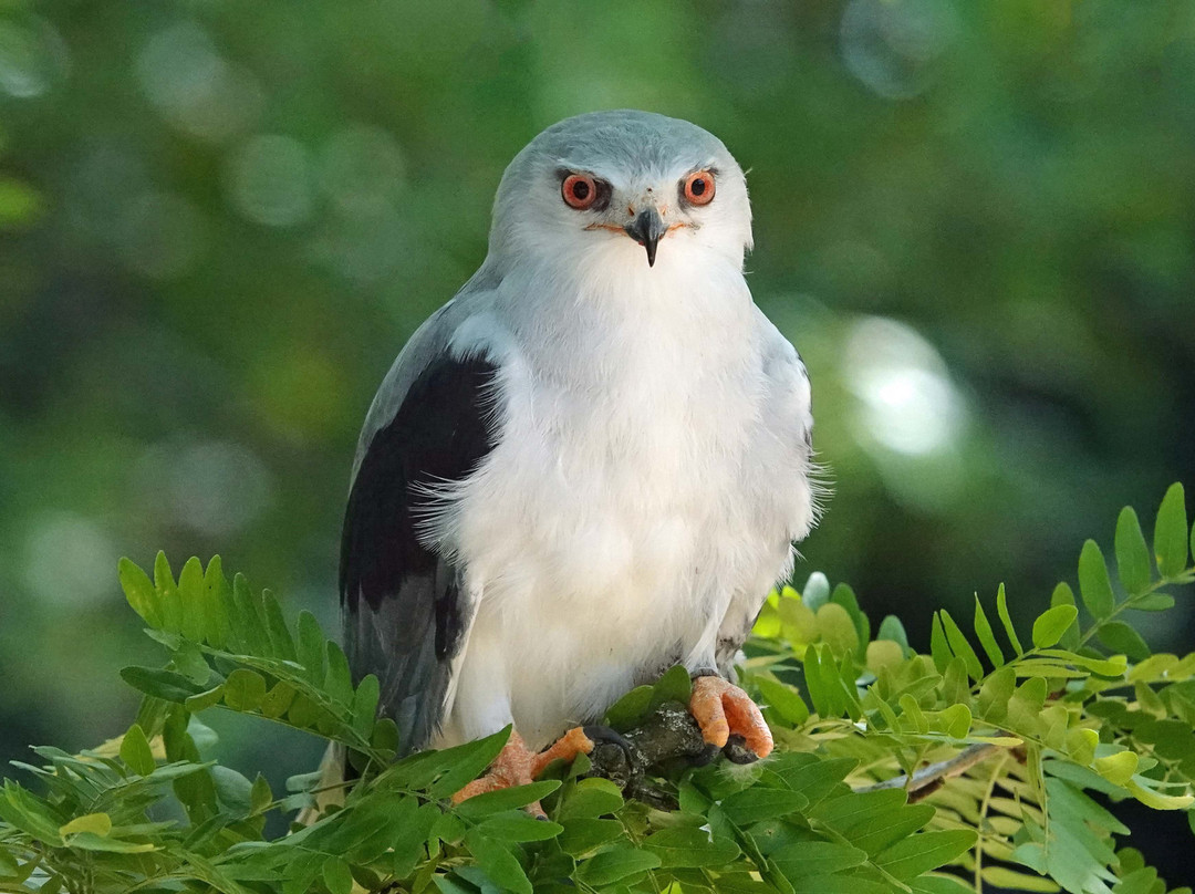 Topvogel景点图片