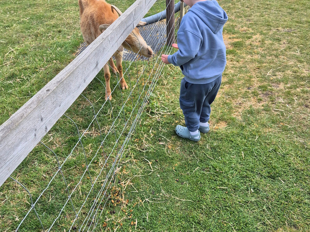 Hasty's Adventure Farm景点图片