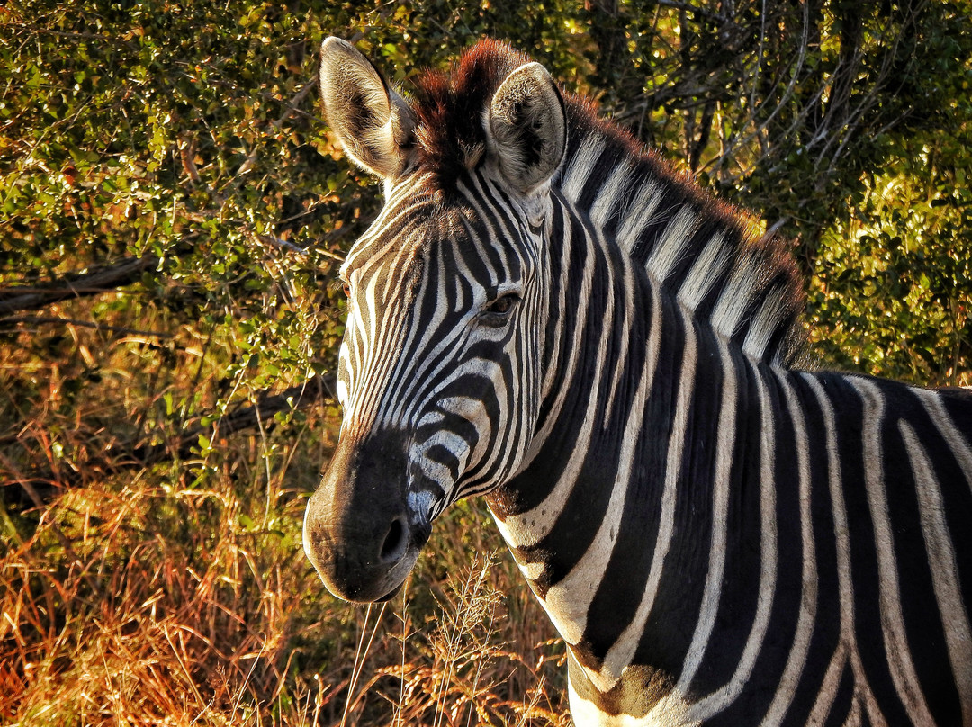 The Kruger Safari Co.-司库库札必去景点