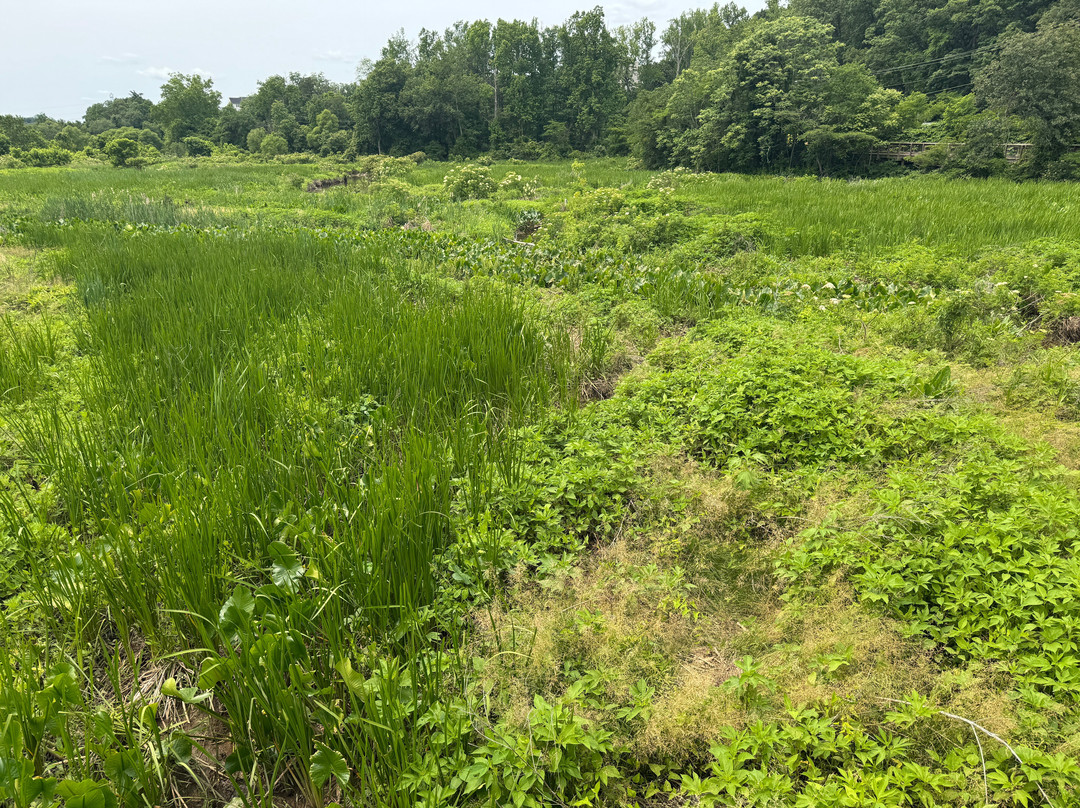 Neabsco Creek Boardwalk景点图片