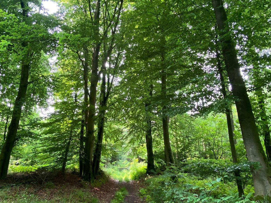 Wildpark Diedrichsburg-梅勒必去景点